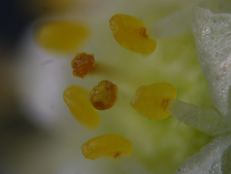 Cuscuta campestris / Cuscuta ungherese